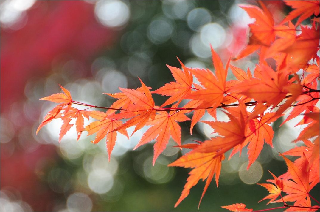 ■■  三滝寺 紅葉 2012_c0152332_18512852.jpg