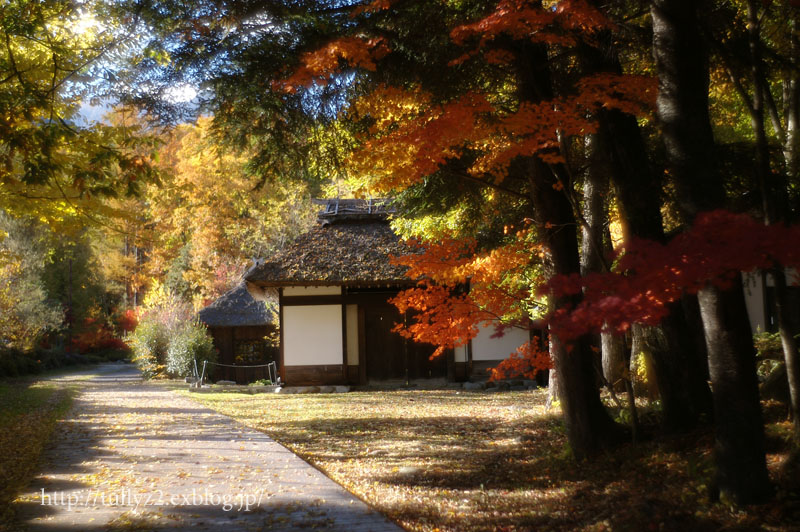 駒ヶ根の紅葉　（１３）_d0108132_1529493.jpg