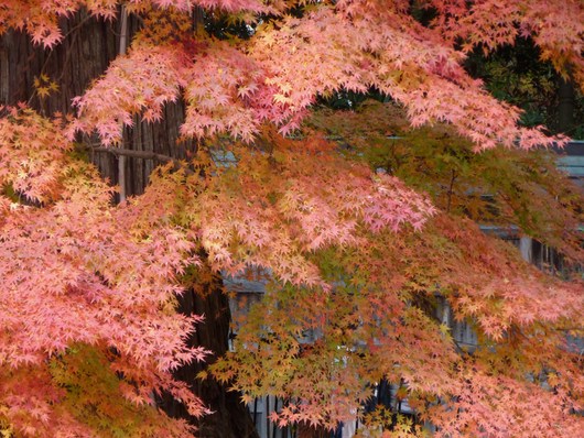 室生寺_a0228333_20341014.jpg