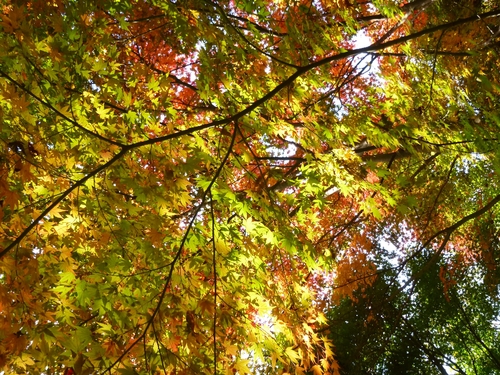 ぶらり紅葉ウォーキング_c0113733_2164729.jpg