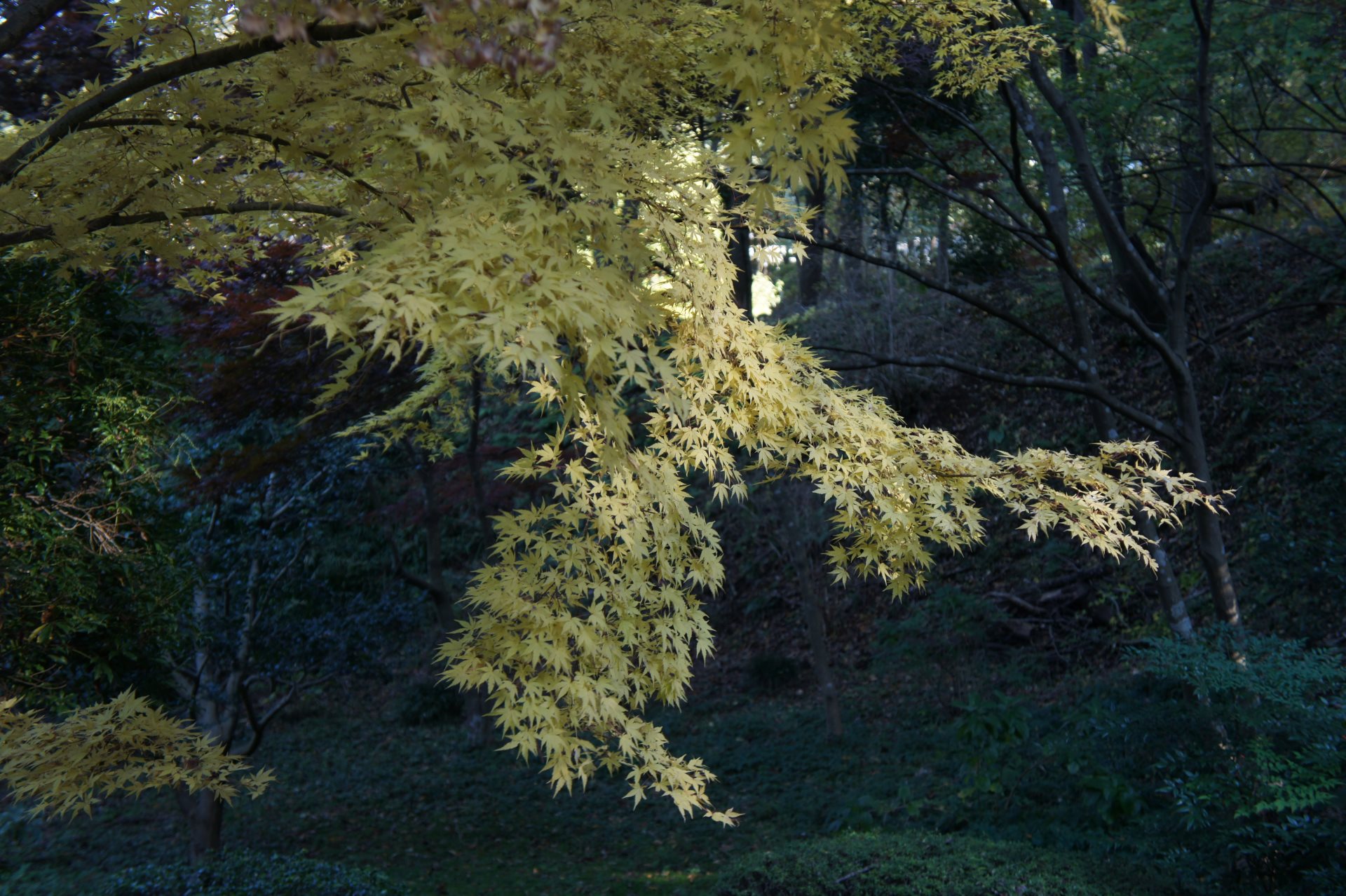 【その他】秋の薬師池公園２０１２_b0002644_1653052.jpg