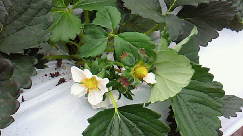 a0169558_23541340.jpg