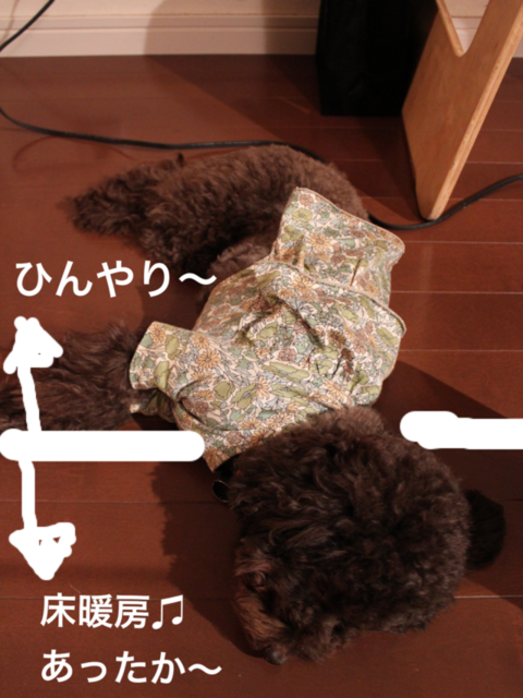 b0220958_23131456.png