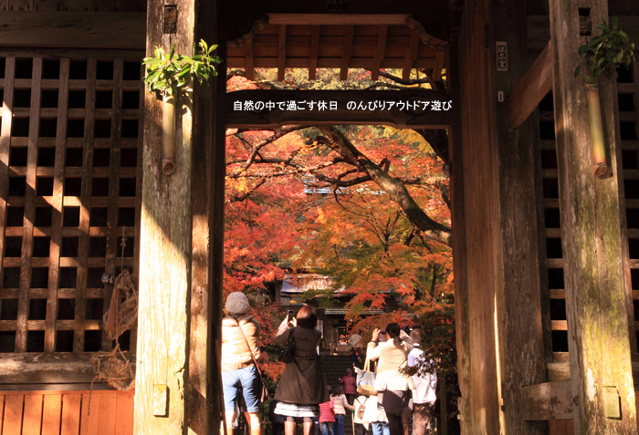 佐賀大興善寺の紅葉_d0220663_222931.jpg