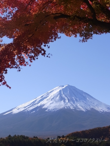 紅葉狩り2012　in　河口湖 紅葉まつり(日帰りドライブ)_e0059267_6553696.jpg