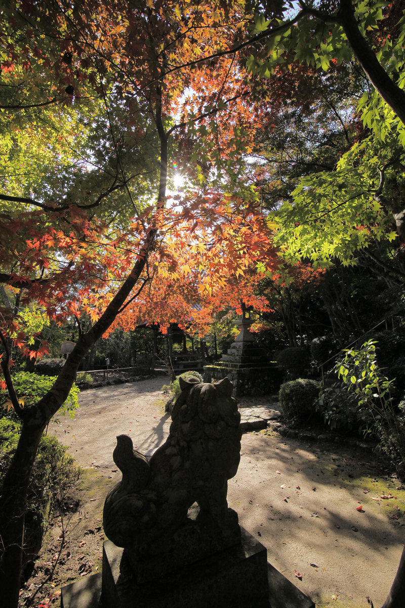 紅葉　2012 西山　　勝持寺_f0021869_2235350.jpg