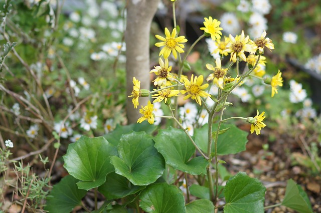 ツワブキの花_e0181373_20103454.jpg