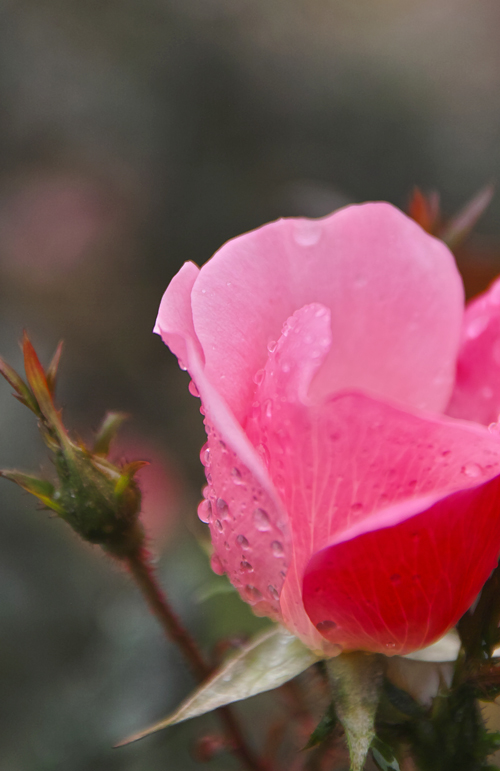 村雨の鎌倉_f0227973_12584754.jpg