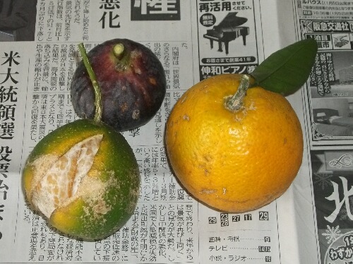 はるみ 柑橘 の裂果 ビオレーソリエスの収穫 無花果 ブルーベリーの育て方 栽培 ブルーベリー ノート Blueberrynote はるみ 柑橘 の裂果 ビオレーソリエスの収穫 無花果 ブルーベリーの育て方 栽培 ブルーベリー ノート Blueberrynote