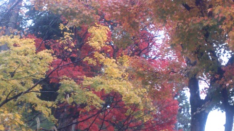 もみじの紅葉とナメコとタヌキ。_d0182179_16233592.jpg