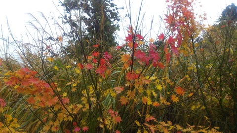 もみじの紅葉とナメコとタヌキ。_d0182179_16295242.jpg