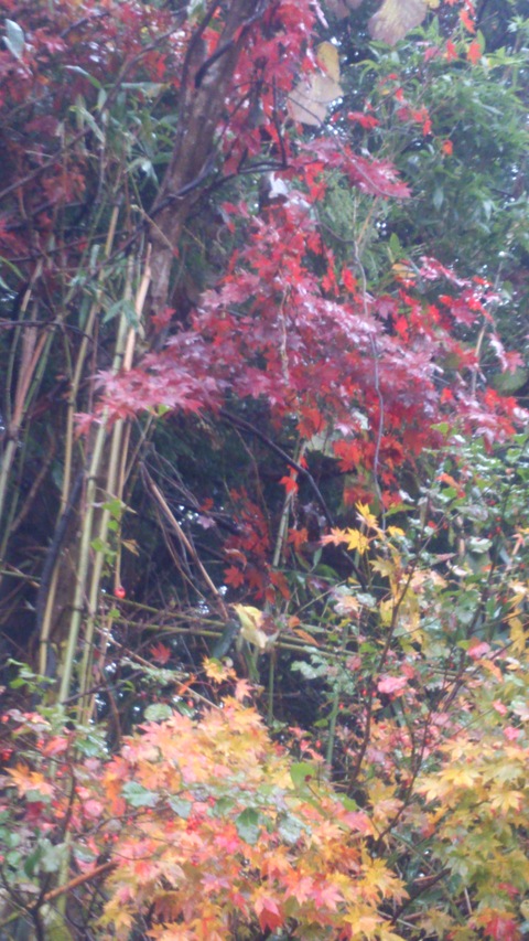 もみじの紅葉とナメコとタヌキ。_d0182179_16353022.jpg
