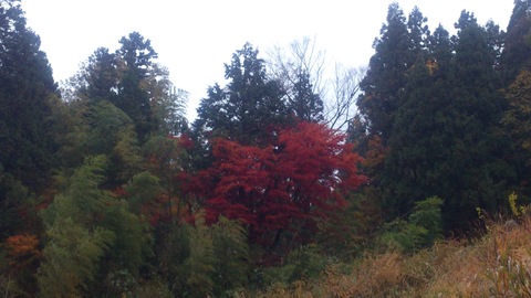 もみじの紅葉とナメコとタヌキ。_d0182179_1635335.jpg