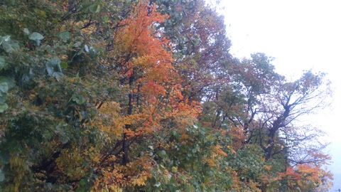 もみじの紅葉とナメコとタヌキ。_d0182179_16474894.jpg