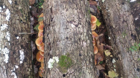 もみじの紅葉とナメコとタヌキ。_d0182179_1727370.jpg