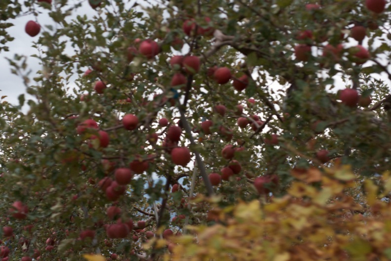 長野２（紅葉など）_d0133581_02628.jpg