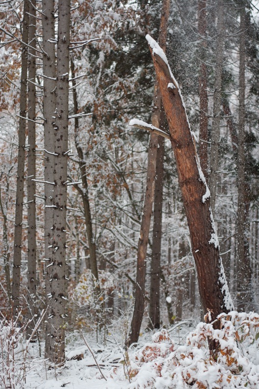長野１（飯綱町の雪）_d0133581_23465970.jpg