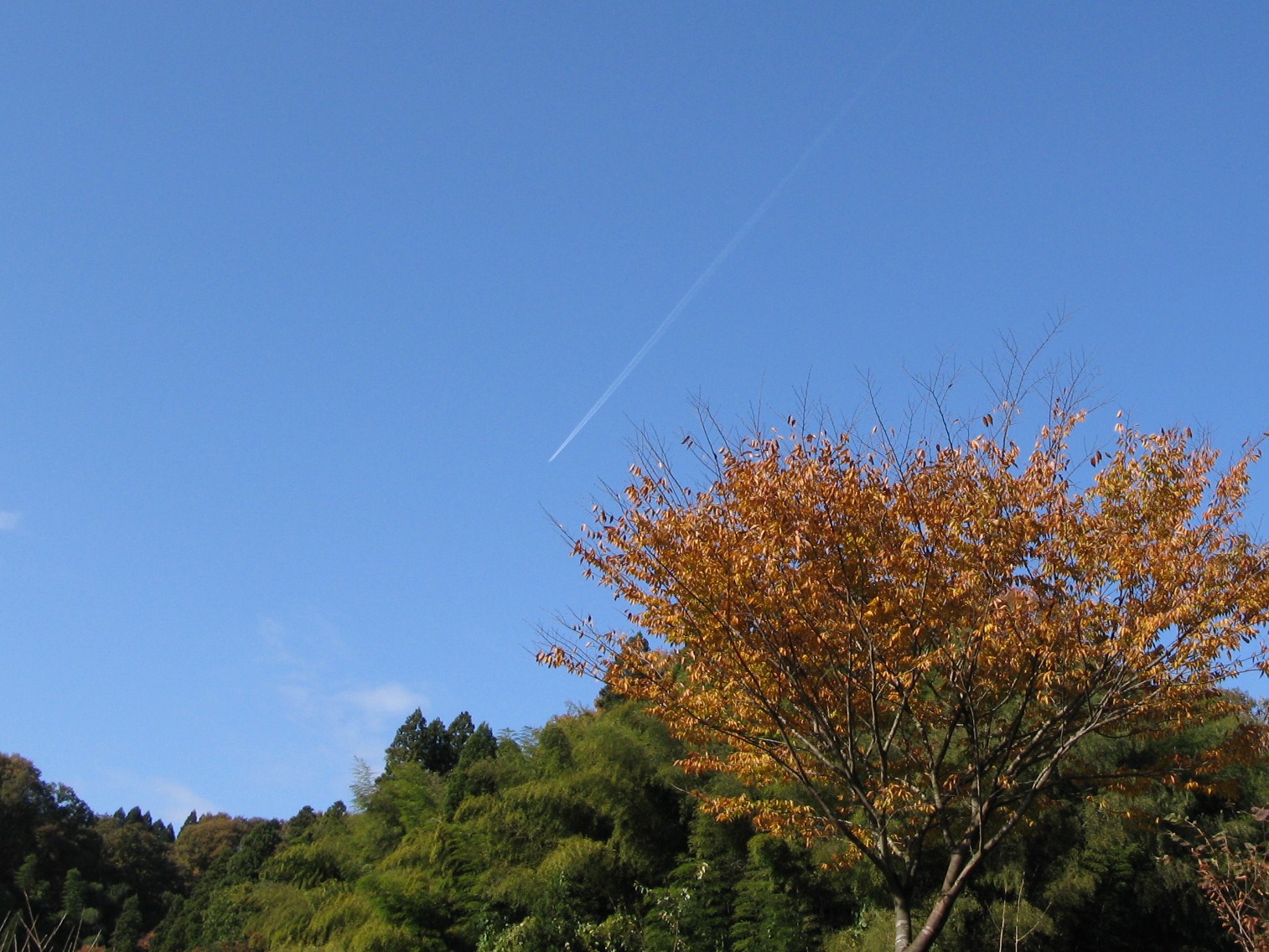 一日だけの青空（16日金曜日）_d0047885_185531.jpg