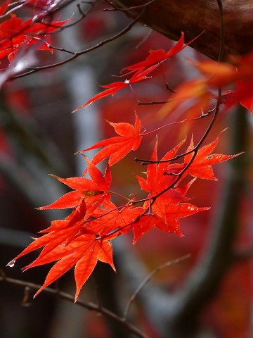 京都紅葉　圓光寺_d0259585_1923032.jpg