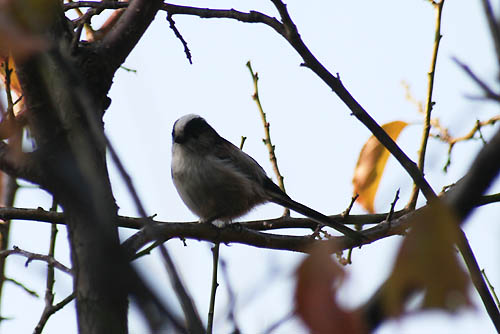 まるで春のように咲く。野鳥エナガが・・・・_f0030085_2020332.jpg