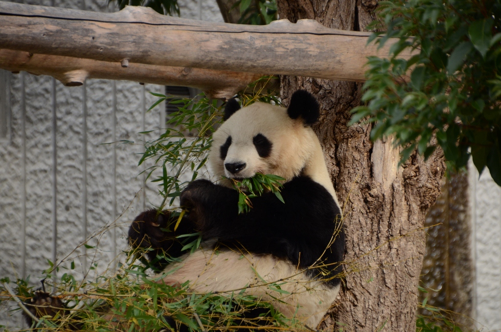 ２０１２年１１月王子動物園#2_a0052986_23551989.jpg