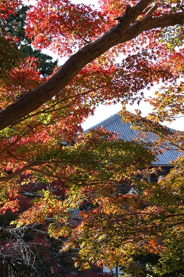 秋の奈良公園_a0122205_1445150.jpg