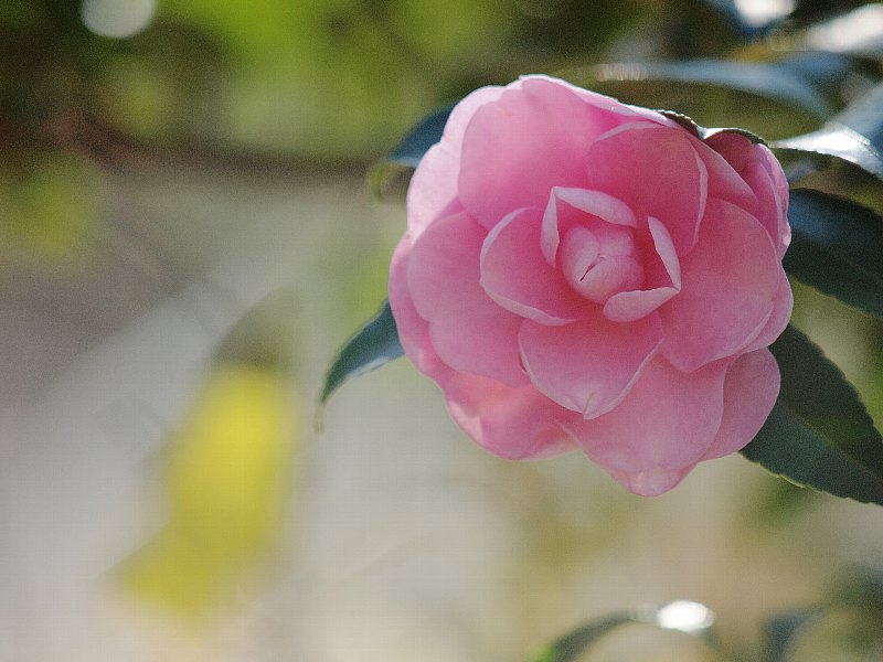 淡いピンクの山茶花 Lucent 日々の光景 淡いピンクの山茶花 Lucent 日々の光景