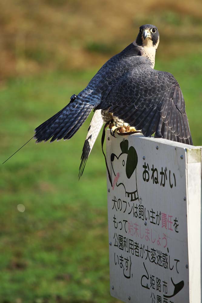 ハヤブサのななちゃん_d0272207_2084585.jpg
