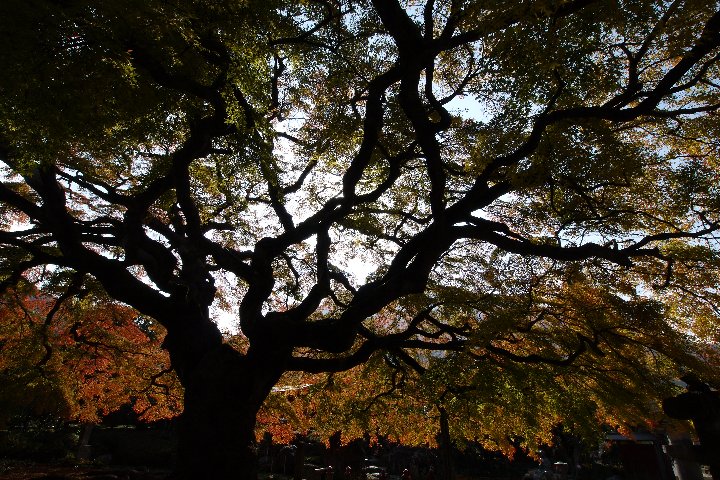 西善寺の紅葉_a0268412_19192733.jpg