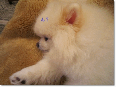 b0167519_10441021.gif
