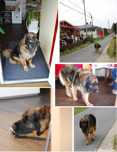 滋賀県の犬OKカフェ 「Rカフェ」_c0099133_10272952.jpg