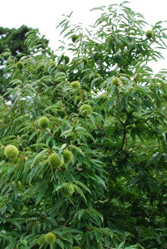 リベンジ 「Bio sweet\'s capo.capo 菓歩菓歩」 in 京都_c0099133_10274381.jpg