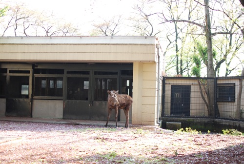 夢見ヶ崎動物公園_c0099133_10281078.jpg