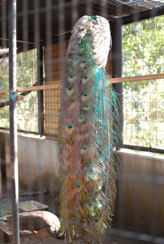 夢見ヶ崎動物公園_c0099133_10281193.jpg