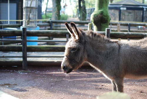 夢見ヶ崎動物公園_c0099133_10281218.jpg