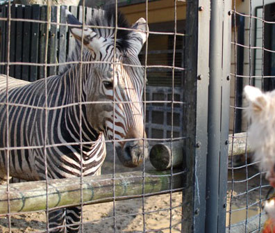 夢見ヶ崎動物公園_c0099133_10281353.jpg