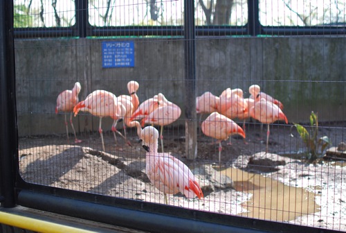 夢見ヶ崎動物公園_c0099133_1028917.jpg