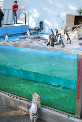 夢見ヶ崎動物公園_c0099133_1028955.jpg