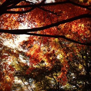 紅葉と秋の美味しいもの_e0181036_9413860.jpg