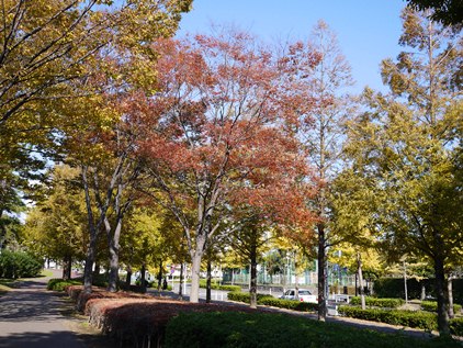 富岡　秋の散歩道_f0232136_11434698.jpg