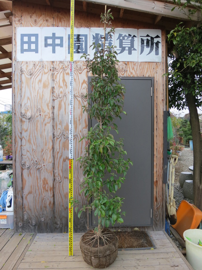 常緑ヤマボウシ ホンコンエンシス 月光 販売 画像 写真 価格 値段 庭木 安行 植木 お問い合わせ商品 田中園 Shop Tanakaen Jp Web Magazine