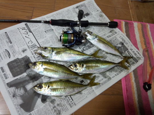 アジング 橋本釣具店の伊勢志摩鳥羽の釣り情報