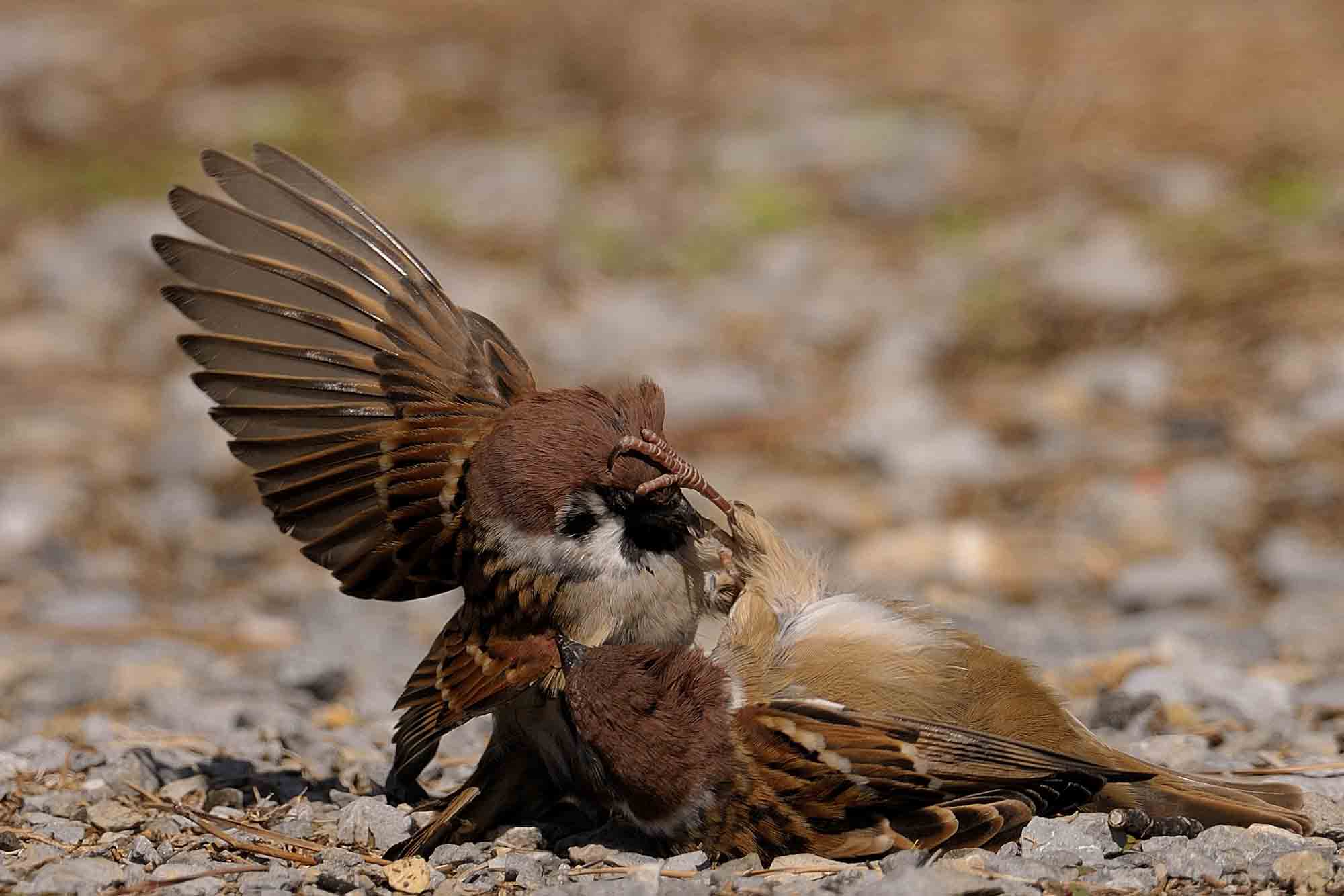 鳥と虫と と 鳥と虫と と