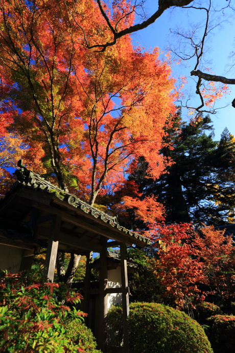 大願寺 紅葉_a0176855_22545847.jpg