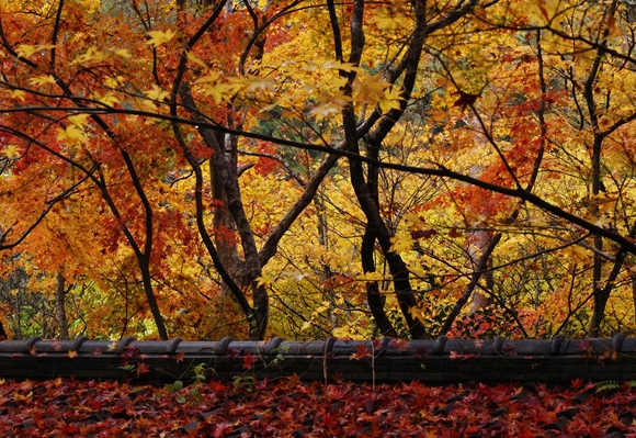 まさに「錦繍谷」瑞宝寺公園の紅葉_b0063958_22163486.jpg