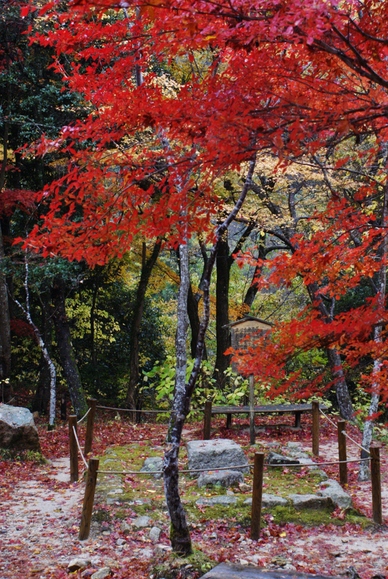 まさに「錦繍谷」瑞宝寺公園の紅葉_b0063958_2220762.jpg