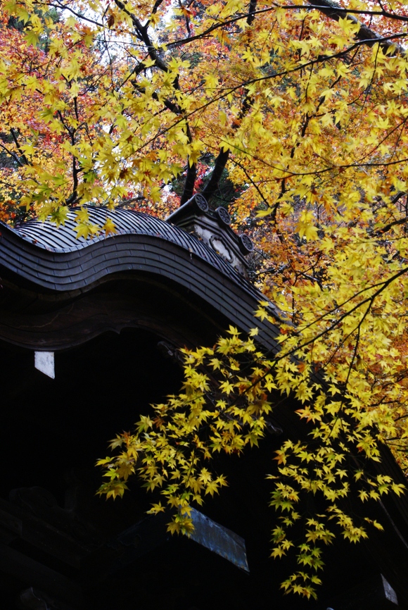 まさに「錦繍谷」瑞宝寺公園の紅葉_b0063958_2223338.jpg