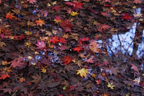 まさに「錦繍谷」瑞宝寺公園の紅葉_b0063958_22321542.jpg