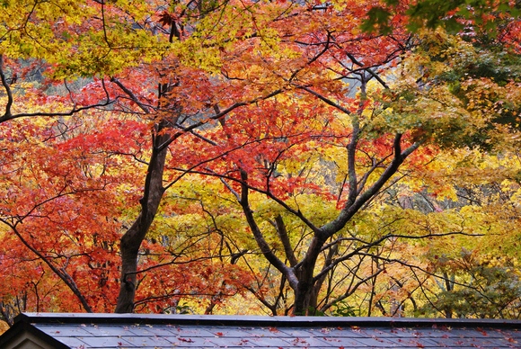 まさに「錦繍谷」瑞宝寺公園の紅葉_b0063958_22351744.jpg