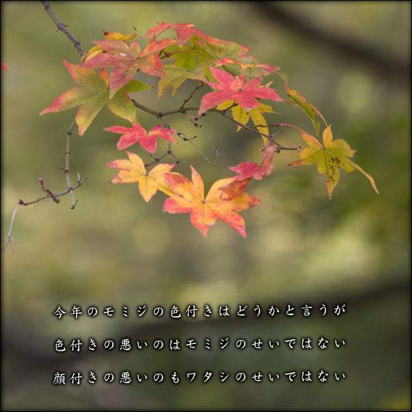 紅葉の色と私の顔_a0197968_17736.jpg